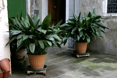 Aspidistra