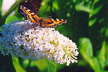 Buddleja