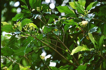 Eugenia caryophyllata, ovvero l'albero dei chiodi di garofano