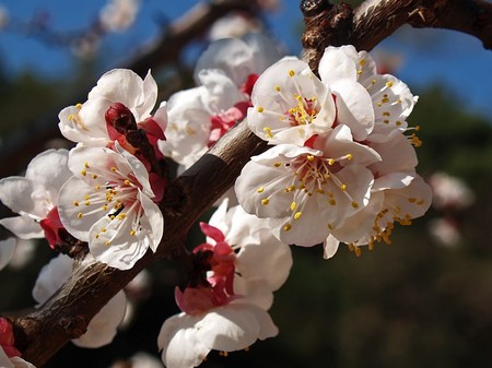 Prunus armeniaca