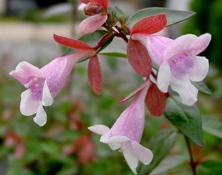 abelia