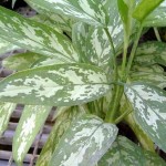 aglaonema