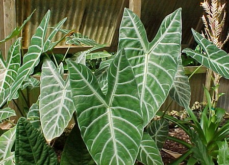 alocasia