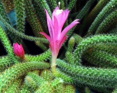 Piante grasse: Aporocactus