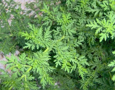 Artemisia, aromatica e curativa