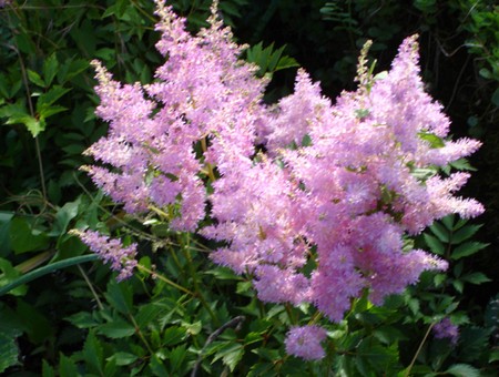 astilbe