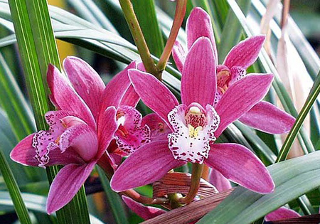 Cimbidio, l’orchidea facile da coltivare