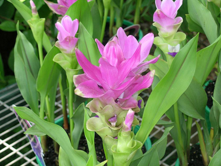 curcuma