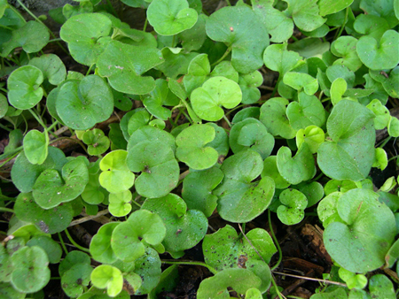 dichondra repens