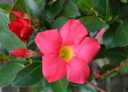 dipladenia