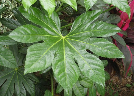 fatsia japonica