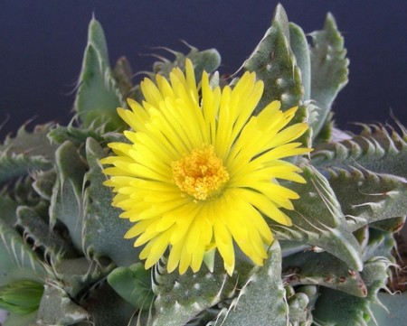 faucaria