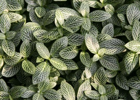 fittonia