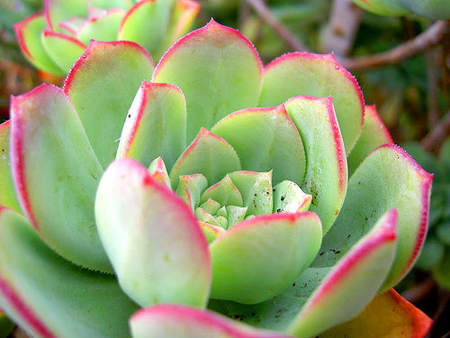 genere echeveria