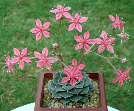 graptopetalum bellum