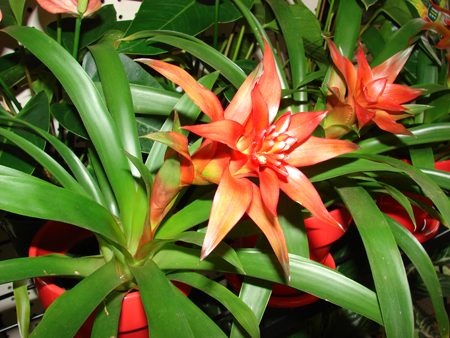 guzmania