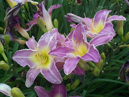 hemerocallis