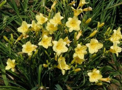 hemerocallis