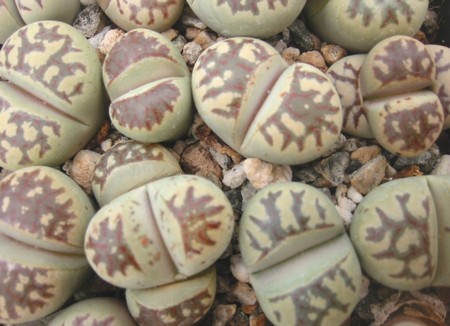 lithops