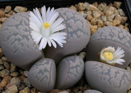 lithops_sassi vivi