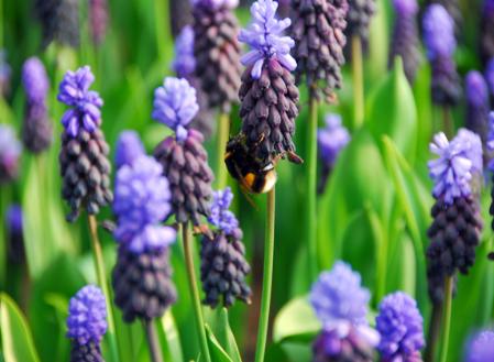 muscari-lampascione