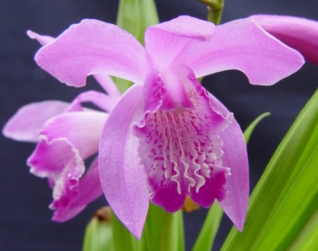 orchidea bletilla