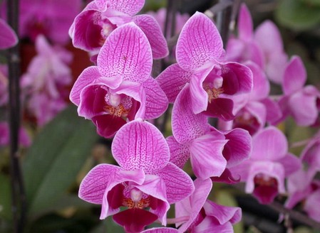 L'Orchidea Phalaenopsis