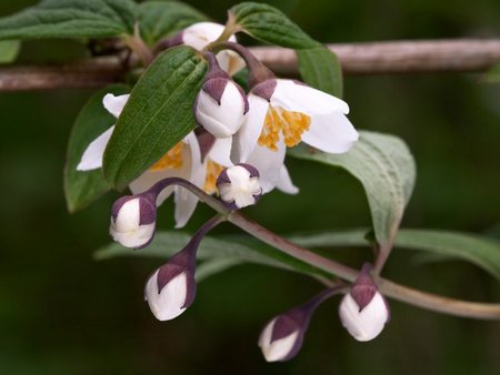 philadelphus_fiore degli angeli