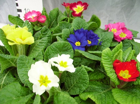 primula