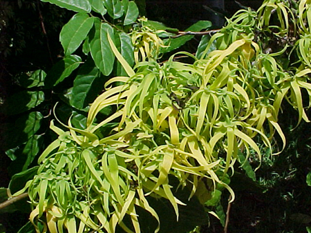 ylang ylang