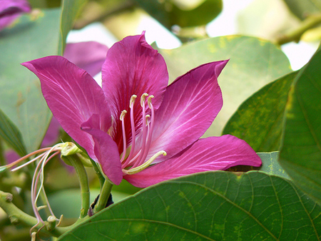 Bauhinia