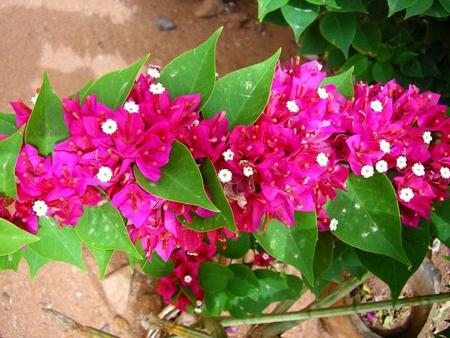 Bougainvillea