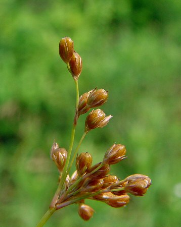 Juncus effusus1