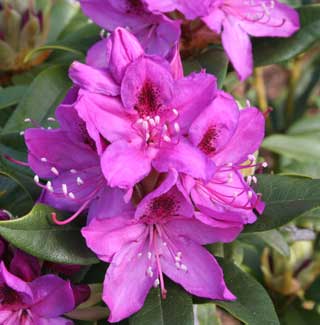 RhododendronWojnar-sPurple