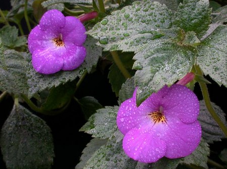 achimenes