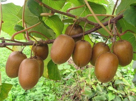 actinidia