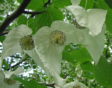 albero dei fazzoletti