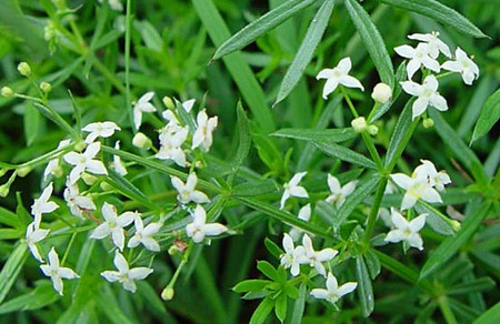 asperula