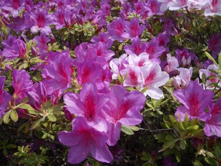 azalea