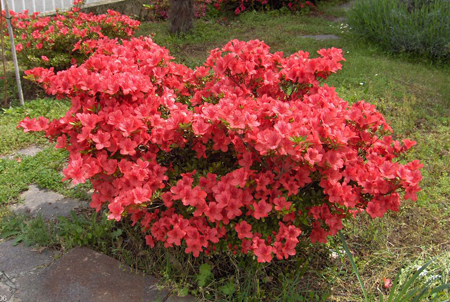 azalea