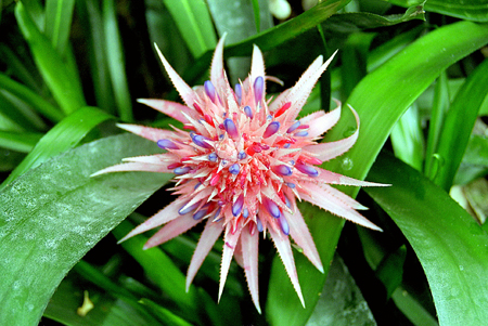 bromelia fasciata