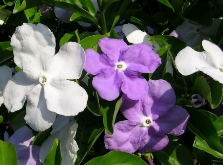 brunfelsia