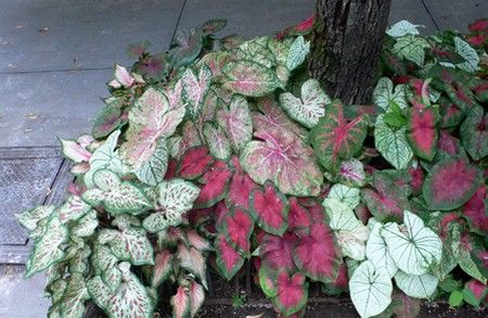 caladium