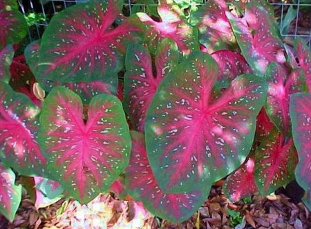 caladium