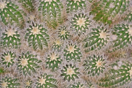 echinocereus