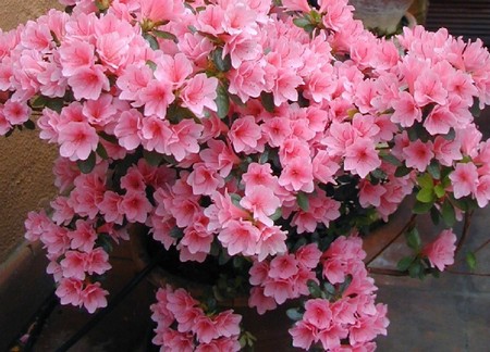 fiori di azalea