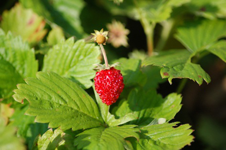 fragaria vesca