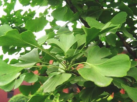 Ginkgo, l'albero preistorico