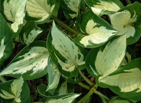 hosta