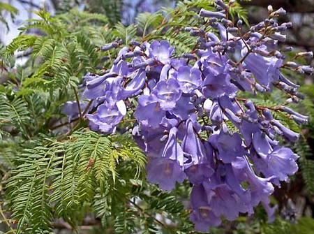Jacaranda, per un giardino tinto di viola
